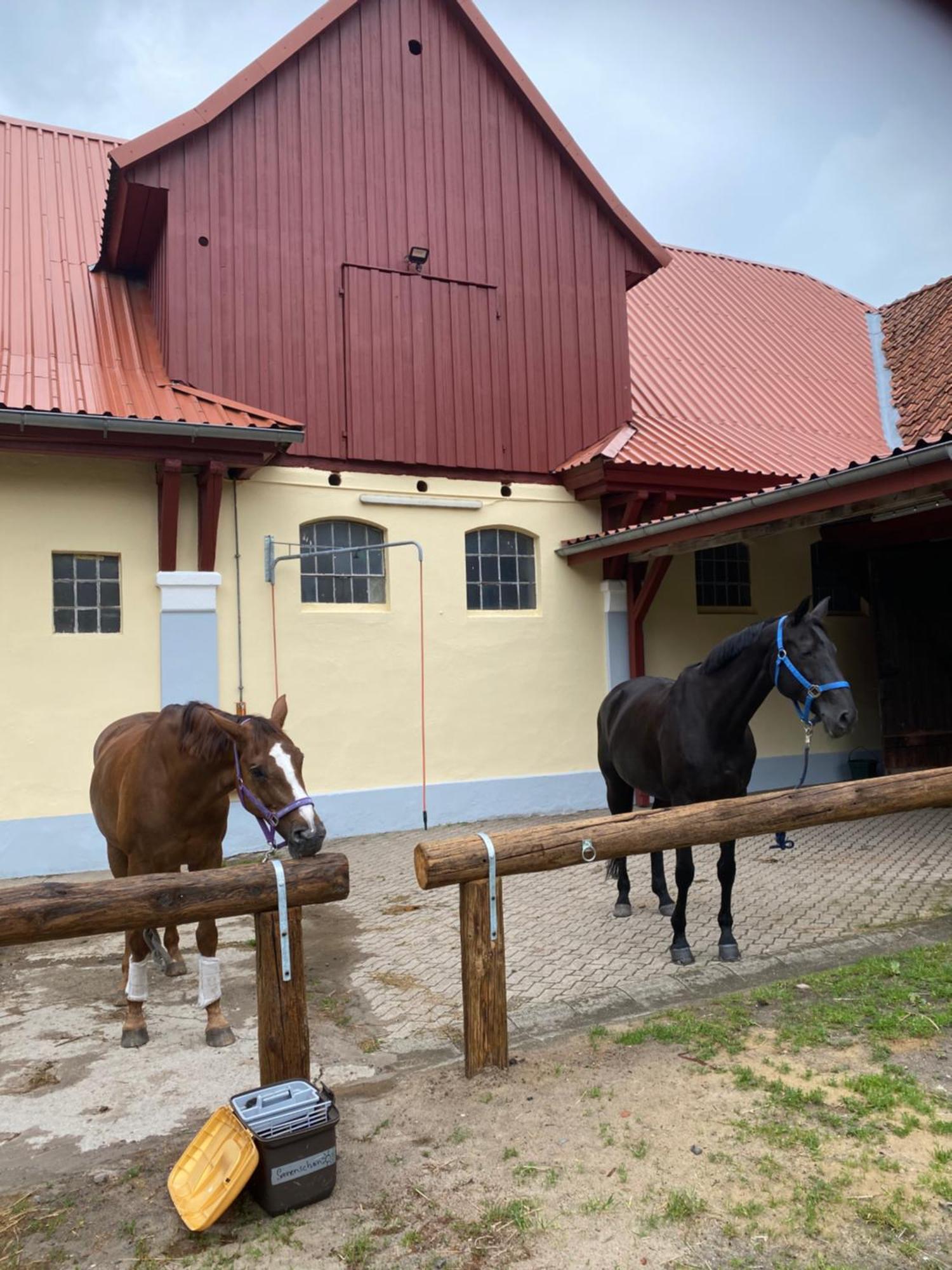 Heidegut Eschede Reitsportanlage Und Feriendorf Exterior photo